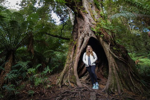 Great Ocean Road Small-Group Ecotour From Melbourne - Accommodation Tasmania 4