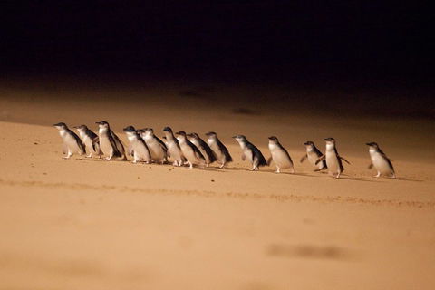 Great Ocean Road & Phillip Island Overnight Tour - Accommodation Tasmania 2
