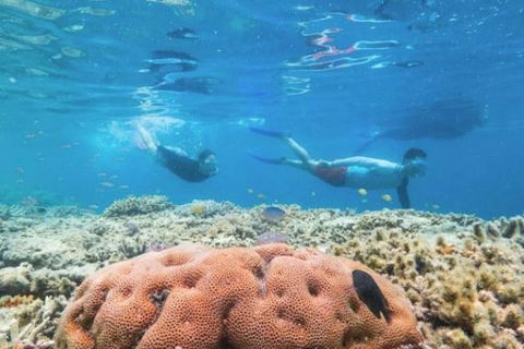Great Barrier Reef Day Cruise To Reefworld - Accommodation Tasmania 1