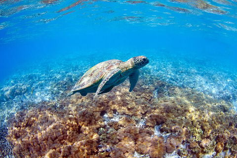 Great Barrier Reef Day Cruise To Reefworld - Accommodation Tasmania 5