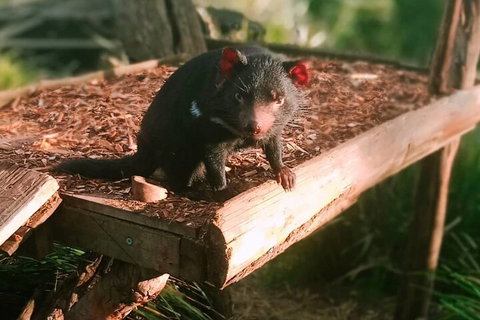 Bonorong Wildlife Park And Richmond Afternoon Tour From Hobart - Accommodation Tasmania 4