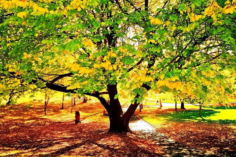 Hobart Half-Day Sightseeing Coach Tram Tour - Accommodation Tasmania 3