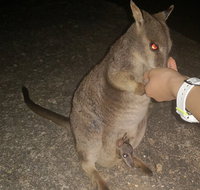 Private Tour to Paronella Park Historic Village Herberton and wild life Wallaby - Accommodation Tasmania