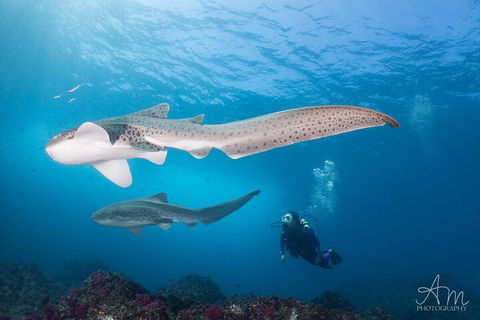 3-Hour Byron Bay Certified Scuba Diving Tour - Accommodation Tasmania 3