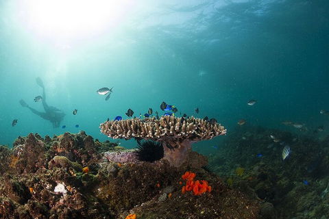 3-Hour Byron Bay Certified Scuba Diving Tour - Accommodation Tasmania 4
