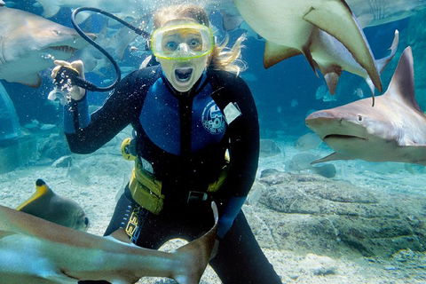 Shark Dive Experience At SEA LIFE Melbourne Aquarium - Accommodation Tasmania 0