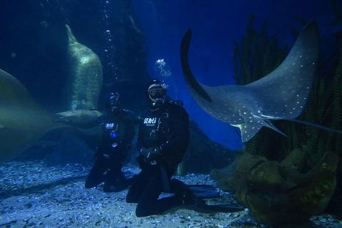 Shark Dive Experience At SEA LIFE Melbourne Aquarium - Accommodation Tasmania 1