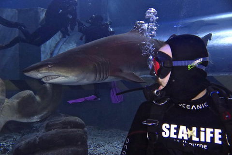 Shark Dive Experience At SEA LIFE Melbourne Aquarium - Accommodation Tasmania 2