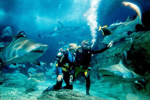 Shark Dive Experience At SEA LIFE Melbourne Aquarium - Accommodation Tasmania 3