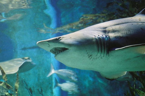 Shark Dive Experience At SEA LIFE Melbourne Aquarium - Accommodation Tasmania 4