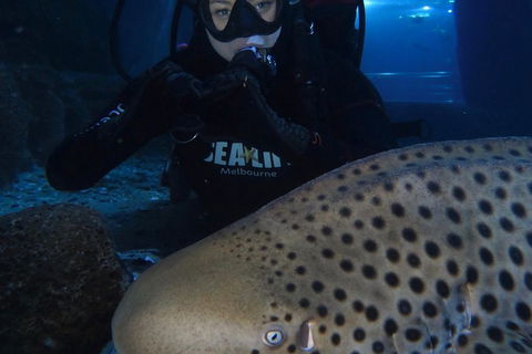 Shark Dive Experience At SEA LIFE Melbourne Aquarium - Accommodation Tasmania 5