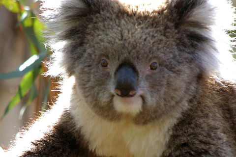 Melbourne Super Saver: Great Ocean Road + Phillip Island + Attraction Pass - Accommodation Tasmania 3