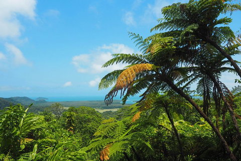 Cape Tribulation, Daintree Rainforest And Wildlife Tour - Accommodation Tasmania 3