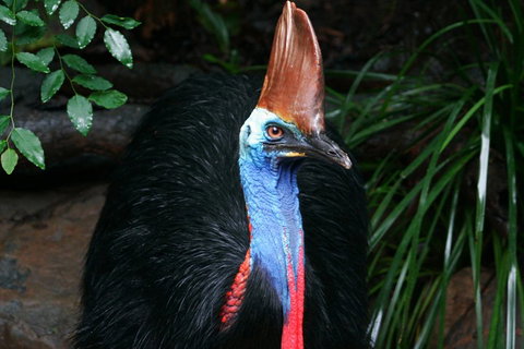 Cape Tribulation, Daintree Rainforest And Wildlife Tour - Accommodation Tasmania 5