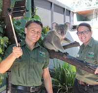 Virtual Interactive Australian Wildlife Tour With Private Guide-Wildlife Habitat - Accommodation Tasmania