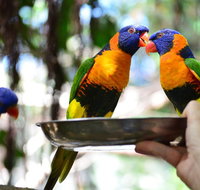 Wildlife Habitat Port Douglas - Accommodation Tasmania