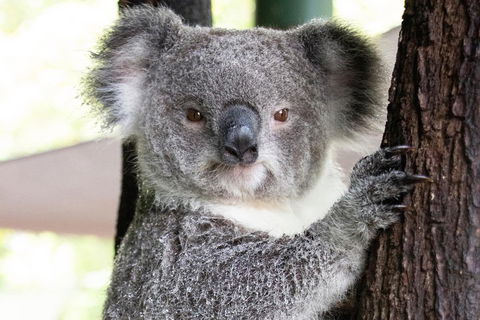 Wildlife Habitat Port Douglas - Accommodation Tasmania 1