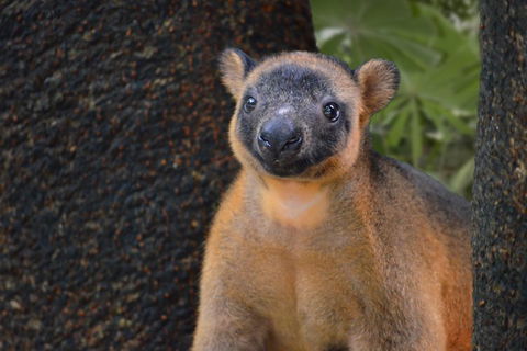 Wildlife Habitat Port Douglas - Accommodation Tasmania 5