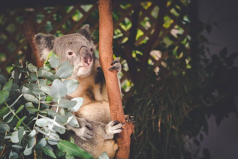 Small-Group Blue Mountains Day Trip From Sydney With Wildlife Park - Accommodation Tasmania 2