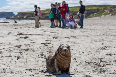 Kangaroo Island In A Day Tour From Adelaide - Accommodation Tasmania 0