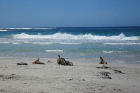 Kangaroo Island In A Day Tour From Adelaide - Accommodation Tasmania 1