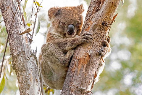 Wild Australian Wildlife 4WD Tour From Sydney - Accommodation Tasmania 1