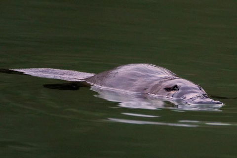 Wild Australian Wildlife 4WD Tour From Sydney - Accommodation Tasmania 2