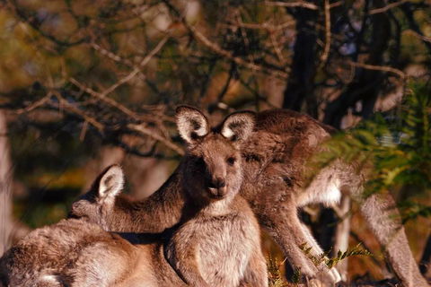 Wild Australian Wildlife 4WD Tour From Sydney - Accommodation Tasmania 3