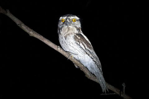 Wild Australian Wildlife 4WD Tour From Sydney - Accommodation Tasmania 4