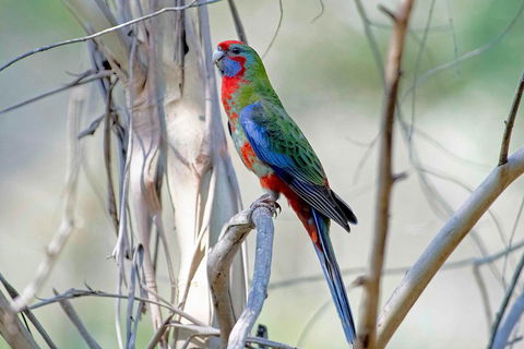 Wild Australian Wildlife 4WD Tour From Sydney - Accommodation Tasmania 5