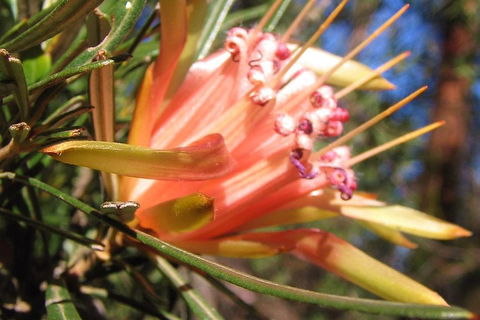 Small-Group Blue Mountains Tour With Bush Walks And Featherdale Wildlife Park - Accommodation Tasmania 4