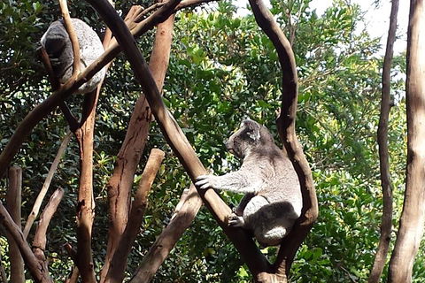Small-Group Blue Mountains Tour With Bush Walks And Featherdale Wildlife Park - Accommodation Tasmania 5