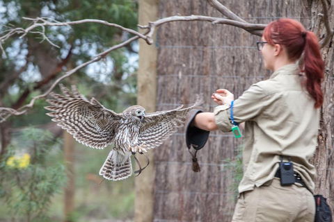 Moonlit Sanctuary Wildlife Conservation Park Daytime General Entry Ticket - Accommodation Tasmania 1