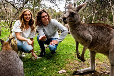 Moonlit Sanctuary Wildlife Conservation Park Daytime General Entry Ticket - Accommodation Tasmania 2