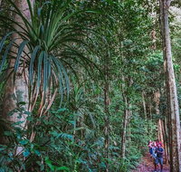 Atherton Tablelands Rain Forest by Night from Cairns - Accommodation Tasmania