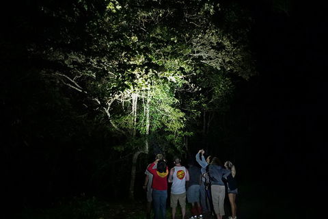 Atherton Tablelands Rain Forest By Night From Cairns - Accommodation Tasmania 2
