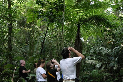 Atherton Tablelands Rain Forest By Night From Cairns - Accommodation Tasmania 3