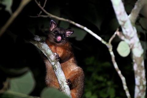 Atherton Tablelands Rain Forest By Night From Cairns - Accommodation Tasmania 4