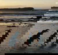 Phillip Island Penguin Parade Day Trip with Koala Conservation Reserve Visit - Accommodation Tasmania