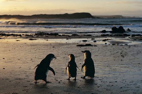 Phillip Island Penguin Parade Day Trip With Koala Conservation Reserve Visit - Accommodation Tasmania 0