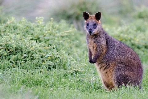 Phillip Island Penguin Parade Day Trip With Koala Conservation Reserve Visit - Accommodation Tasmania 1