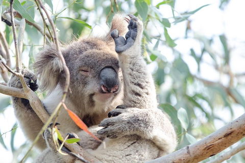 Phillip Island Penguin Parade Day Trip With Koala Conservation Reserve Visit - Accommodation Tasmania 2