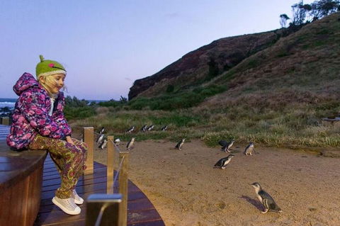 Phillip Island Penguin Parade Day Trip With Koala Conservation Reserve Visit - Accommodation Tasmania 3