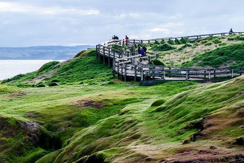 Phillip Island Penguin Parade Day Trip With Koala Conservation Reserve Visit - Accommodation Tasmania 4