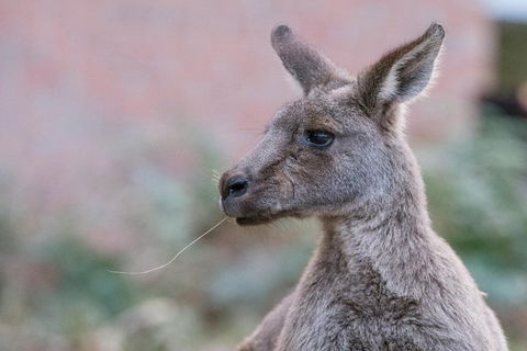 Grampians National Park With Kangaroos And MacKenzie Falls From Melbourne - Accommodation Tasmania 0