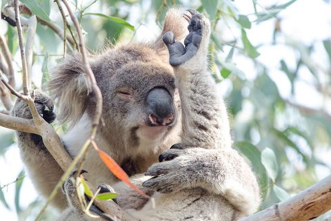 Great Ocean Road Reverse Itinerary With 12 Apostles From Melbourne - Accommodation Tasmania 1