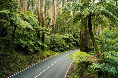 Melbourne Snow Trip To Lake Mountain With Chocolates Visit To A Waterfall - Accommodation Tasmania 2