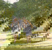 Yarra Valley Wine Tour with Local Harvest Tastings from Melbourne - Accommodation Tasmania
