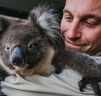 Kangaroos  Koala encounter experience Half day private tour - Accommodation Tasmania