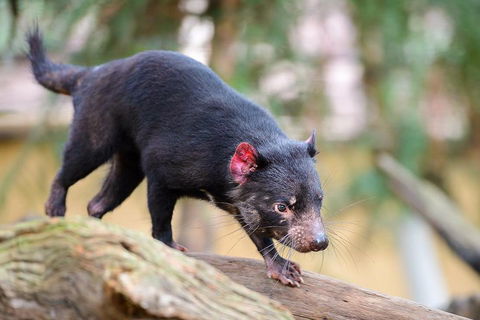Kangaroos & Koala Encounter Experience (Half Day Private Tour) - Accommodation Tasmania 1